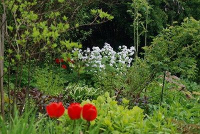 tulpen_anfang_mai2.jpg