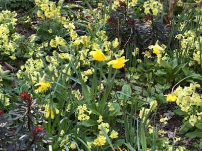 Narcsissus, Primula elatior, Euph. amyg. (1).JPG