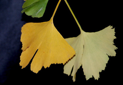 ginkgo01.jpg