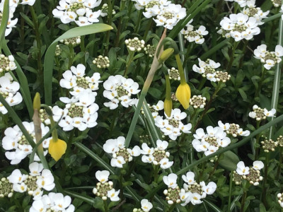 Iberis Narcissus triandus (2).JPG