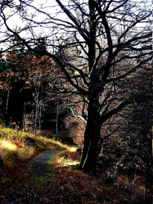 Da schaut die Sonne durchs Gebüsch