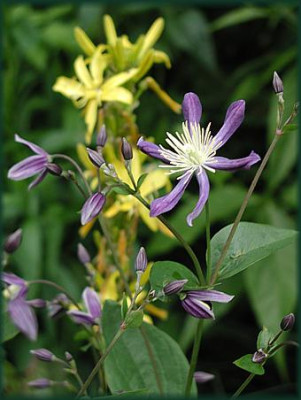 aromatica.JPG