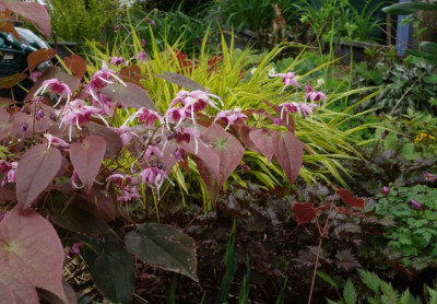Epimedium-PrettyInPink.23-4.jpg