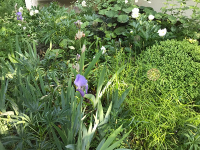 Iris, Ligularia, Carex m., Buxus (2).JPG