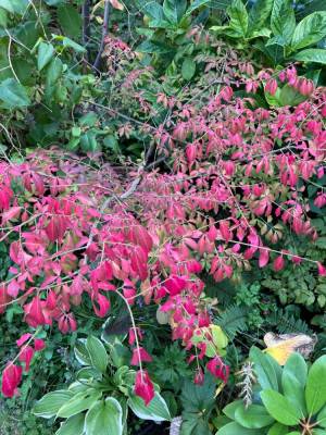 Euonymus alatus (2).JPG