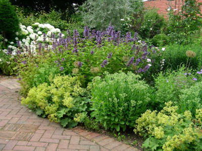 Nepeta kub., Sedum, Alch, Hydr..JPG