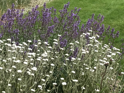 Lychnis coronaria 'Alba' und Nepeta race. x.JPG
