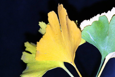 ginkgo1.jpg