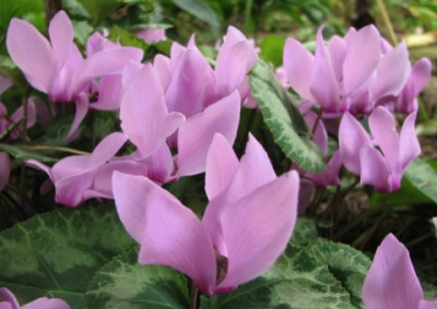 08.09.08_8845_Cyclamen_odorella75.JPG