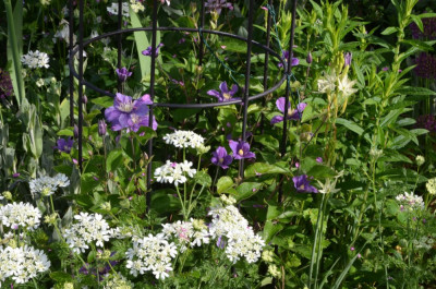 Clematis-Arabella-22-1.jpg