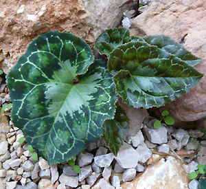 cyclamen_graecum_album_-laub.jpg
