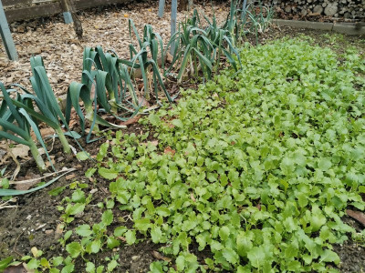 Cima di rapa 20250122.jpeg