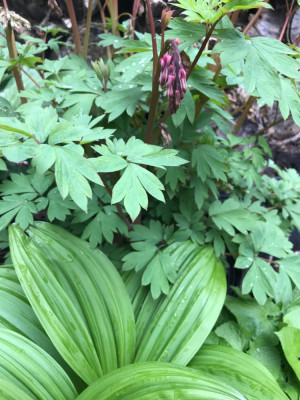 Dicentra und Veratrumblatt.JPG
