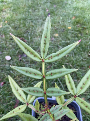 Zanthoxylum armatum  Blätter.jpeg