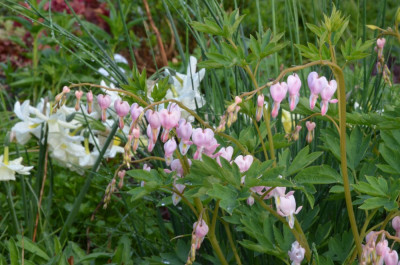Dicentra_spectabilis-Cupid.22-2.jpg