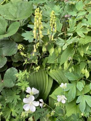 Aconitum lycoctonum, Veratru, Geranium , Ligularia, Dicentra, Lunaria.JPG