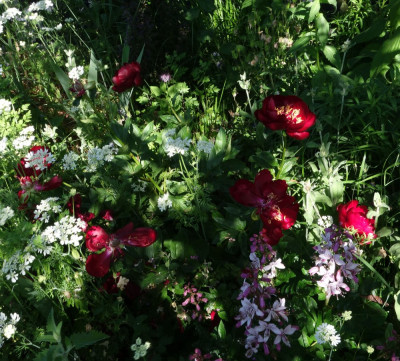 Paeonia-Buckeye-Belle.23-1.jpg