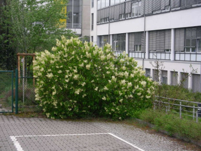 Syringa vulg. ZIB.JPG