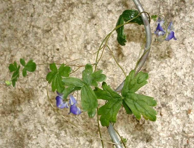 Aconitum_episcopale.jpg