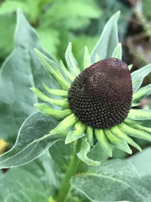 Rudbeckia occ.Green Wizard.JPG