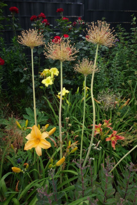 Hemerocallis.23-7.jpg