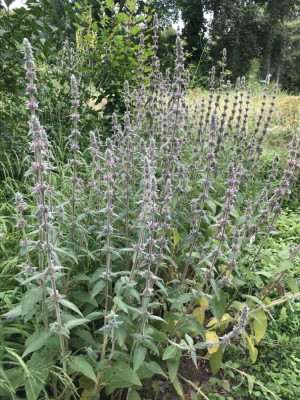 Stachys germanica (1).JPG