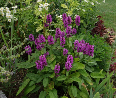 Stachys_grandiflora-Hummelo.23-2.jpg