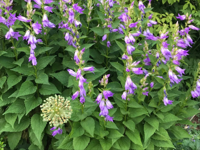 Campanula latifolia u. Allium.JPG