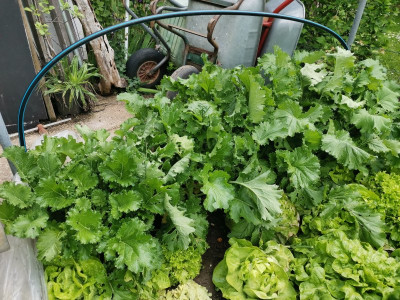 Cima di rapa 20240509.jpeg