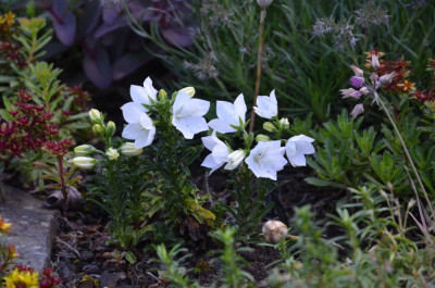 Campanula_persicifolia f. nitida-Campiello.22-2.jpg