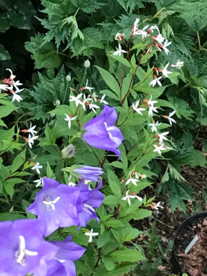 Gillenia und Campanula.JPG