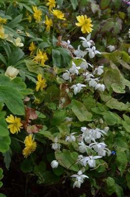 Epimedium-Niveum.22-1.jpg