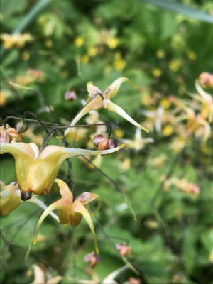 Epimedium ´Amber Queen´ (1).JPG