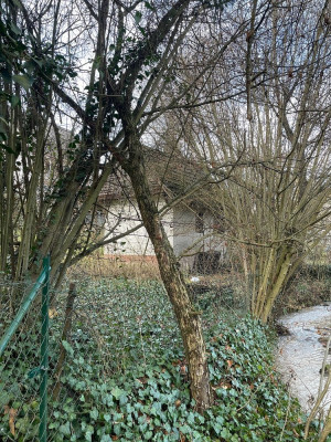 Weide_02.jpg