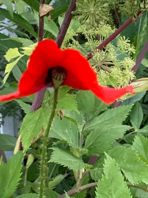 Papaver r. Angelica ar..JPG