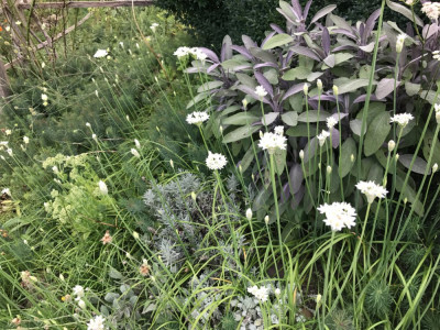 Salv. off, Allium tub.JPG