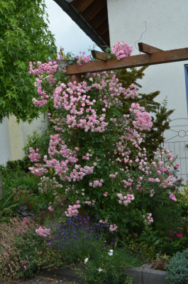 Rose-MozartsLady.22-4.jpg