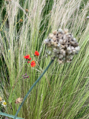Festuca, Emilia, Allium.JPG