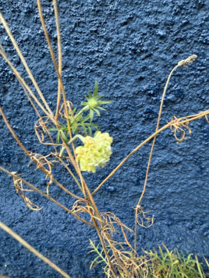 Scabiosa ochroleuca 27.01.25