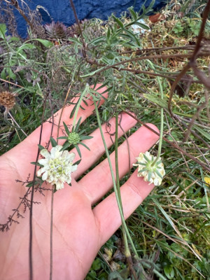 Scabiosa ochroleuca 27.01.25
