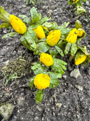 Winterlinge 26.01.25