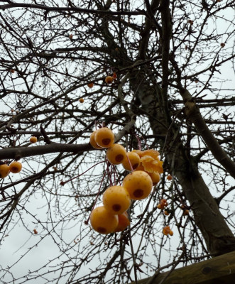 IMG_4105.jpeg