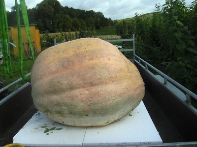 geernteter_Riesenkurbis.jpg