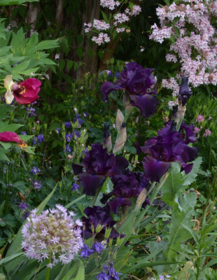 Iris-Superstition.22-2.jpg