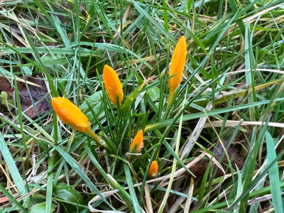 Rasencrocus