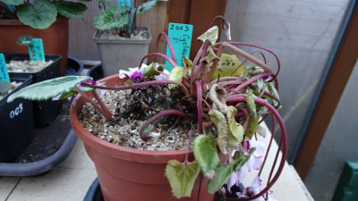 Cyclamen persicum