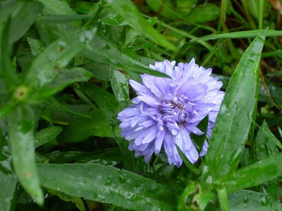 4.Oktober_2008_100kl.19_Aster_novi-belgii_Marie_Ballard_Einzelbl._Regen.JPG