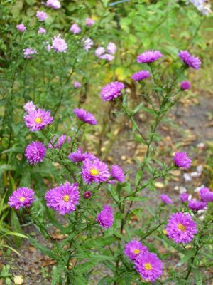 4.Oktober_2008_093kl._Aster_novi-belgii_Karminkuppel.JPG