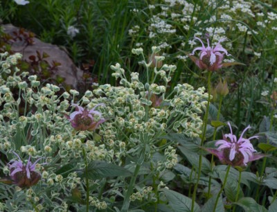 Monarda_bradburiana.22-1.jpg