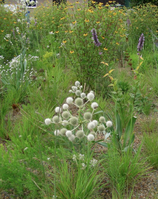 Eryngium.JPG